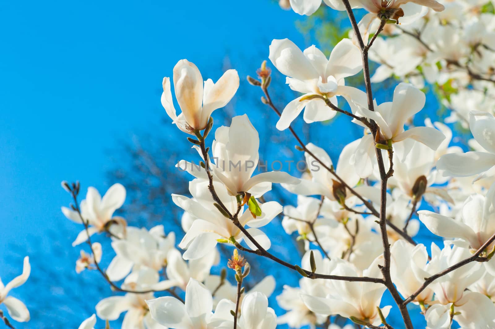 white blossoming magnolia trees in the spring garden by timonko