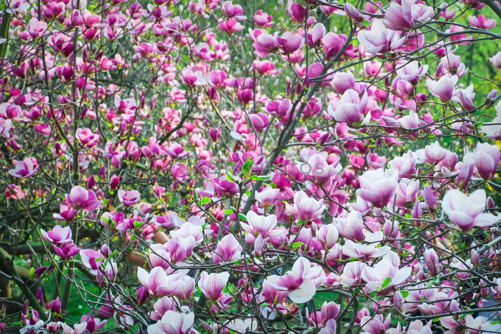 Pink blossoming magnolia trees in the spring garden.