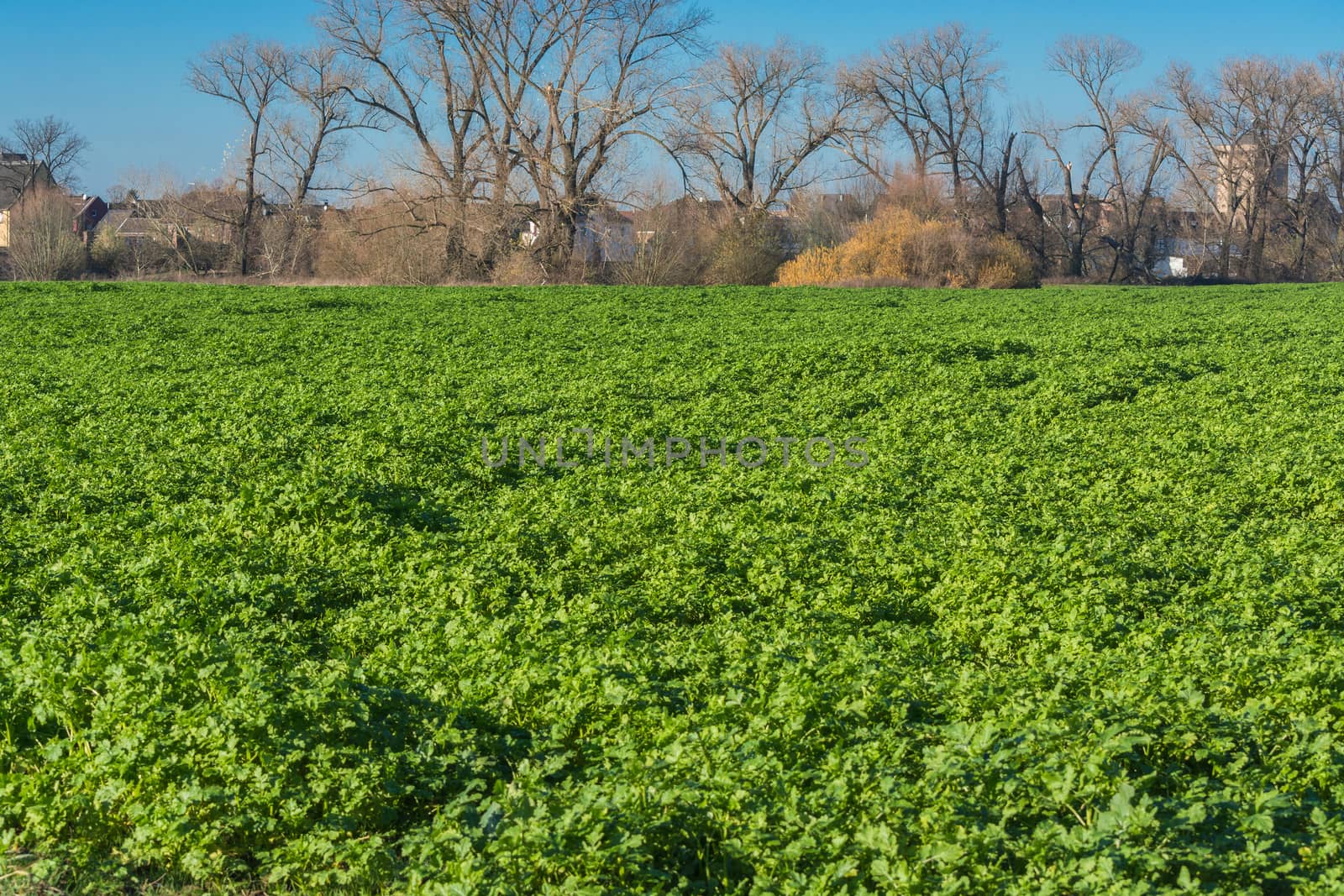 View of an Agra field in winter. Cultivated with winter vegetables.