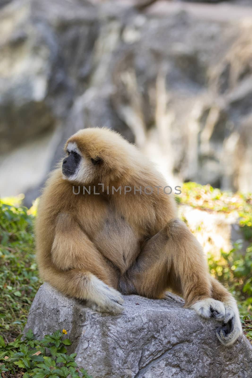 Image of a gibbon sitting on rocks. Wild Animals.