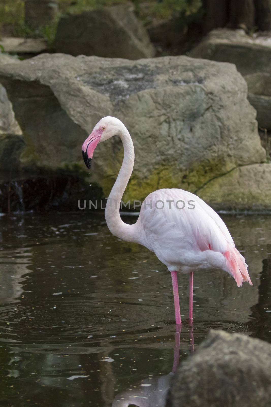 Image of a flamingo on nature background in thailand. Wild Animals.