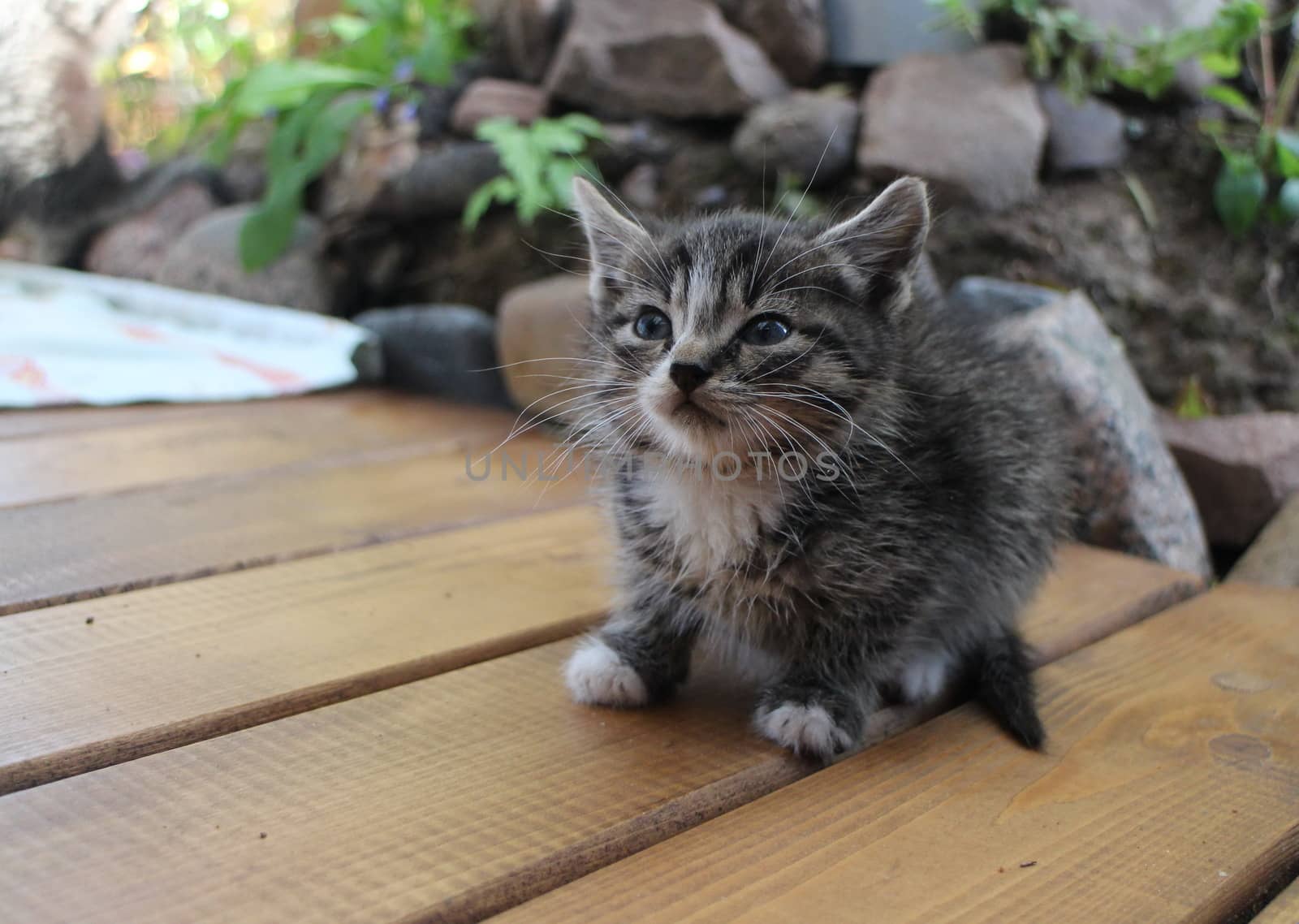 tiny gray kitten with a big mustache