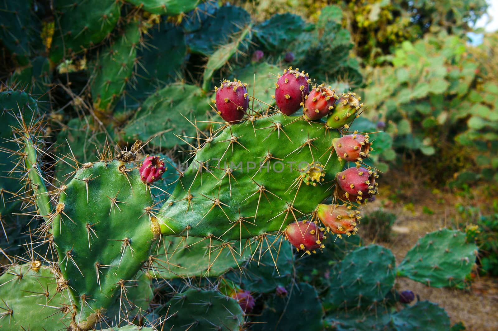 cactus on sand hill by xuanhuongho