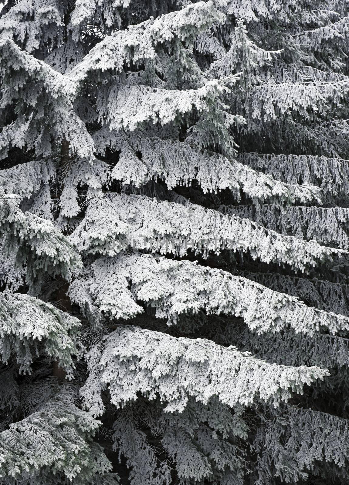 frozen branches of spruce by Ahojdoma