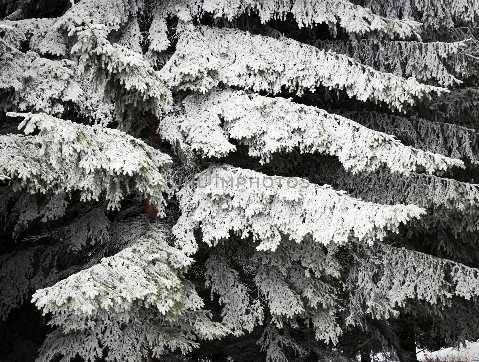 abstract seasonal background frozen branches of spruce