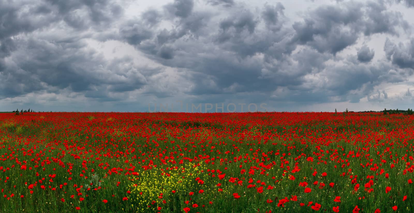poppy field against the sky by fogen
