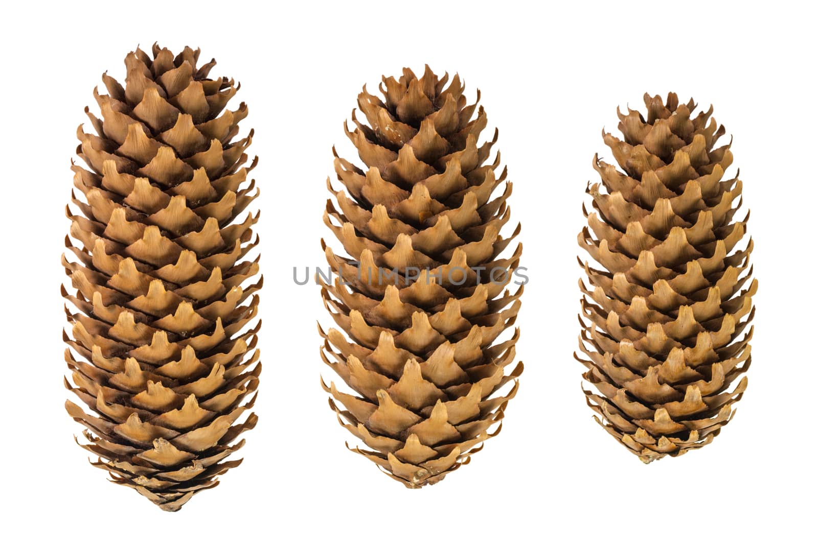 dried cones spruce close up isolated on white background, texture by uvisni