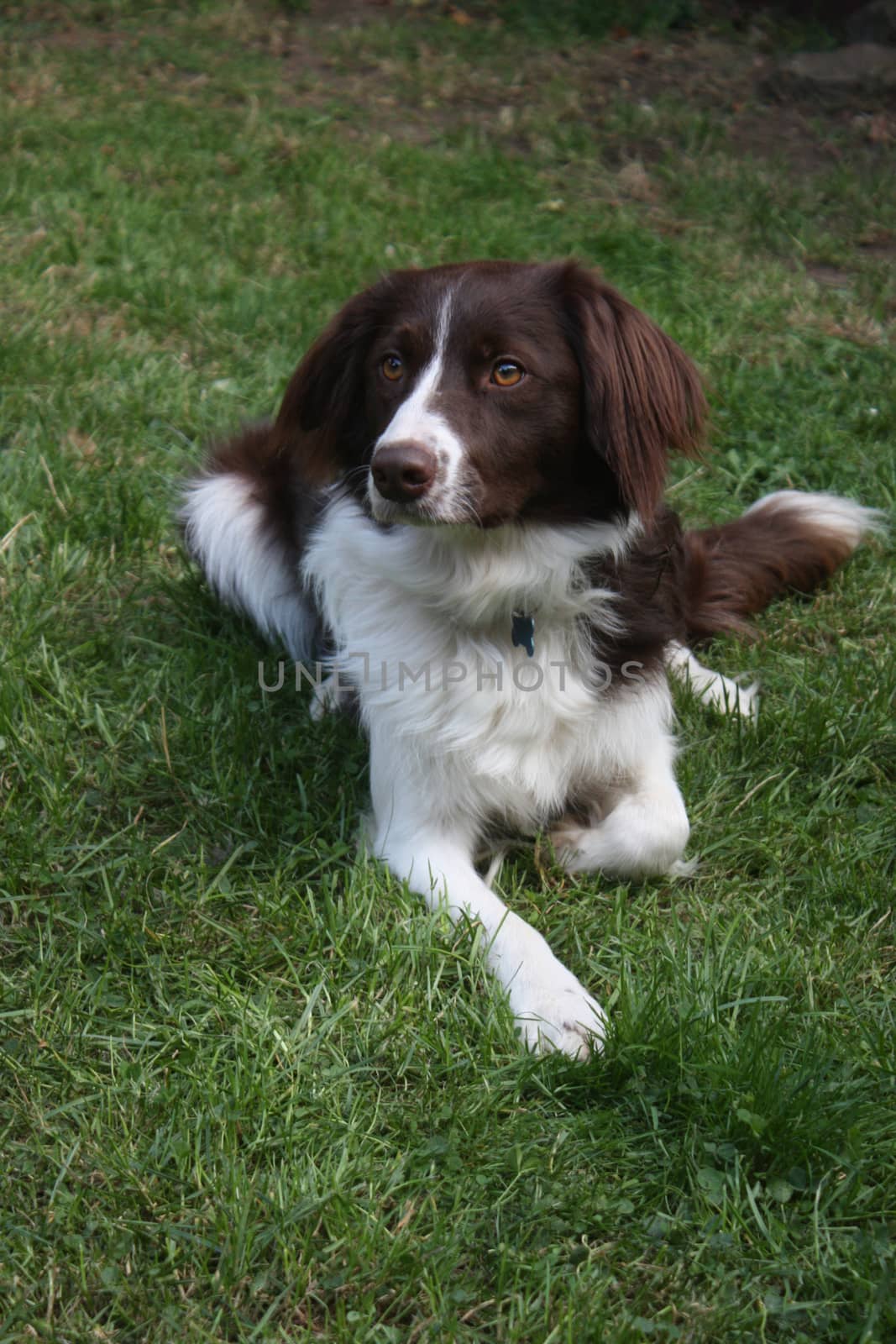 cute red and white spaniel collie cross pet working dog by chrisga