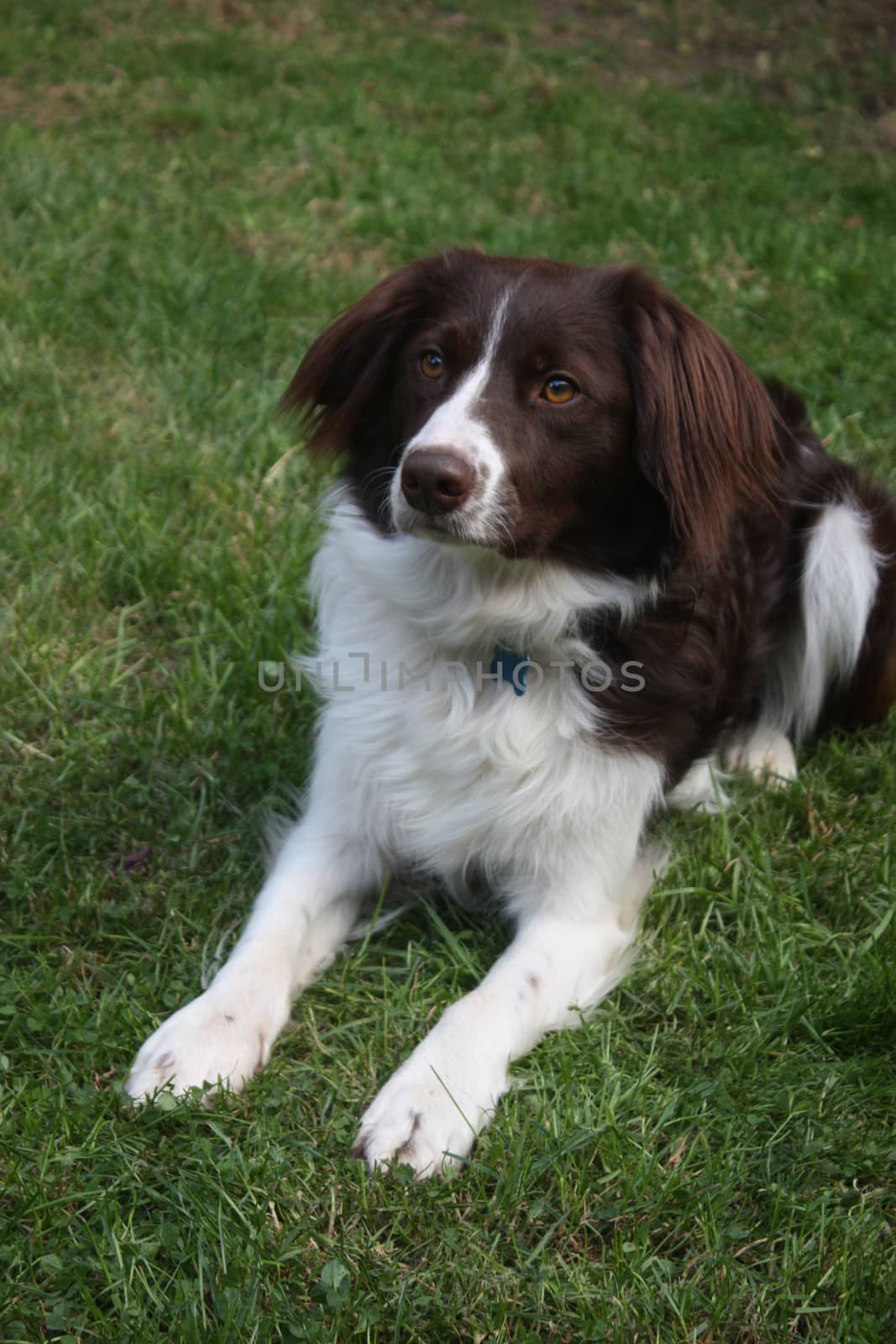 cute red and white spaniel collie cross pet working dog by chrisga