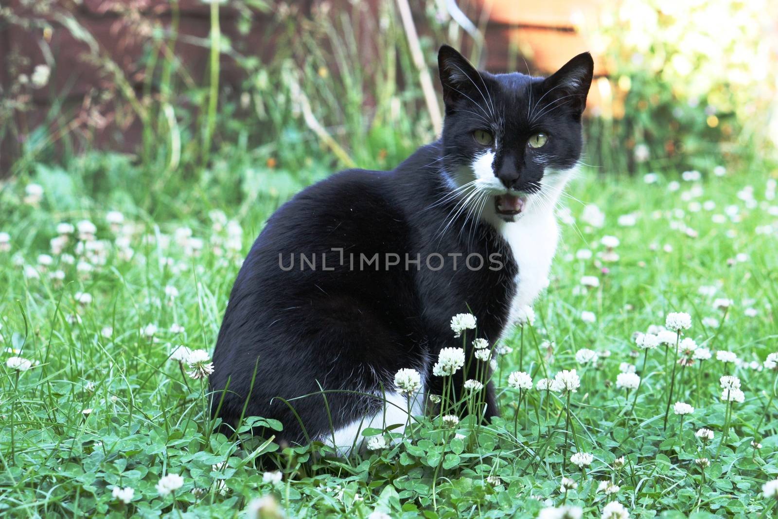 Cute black and white domestic pussy cat