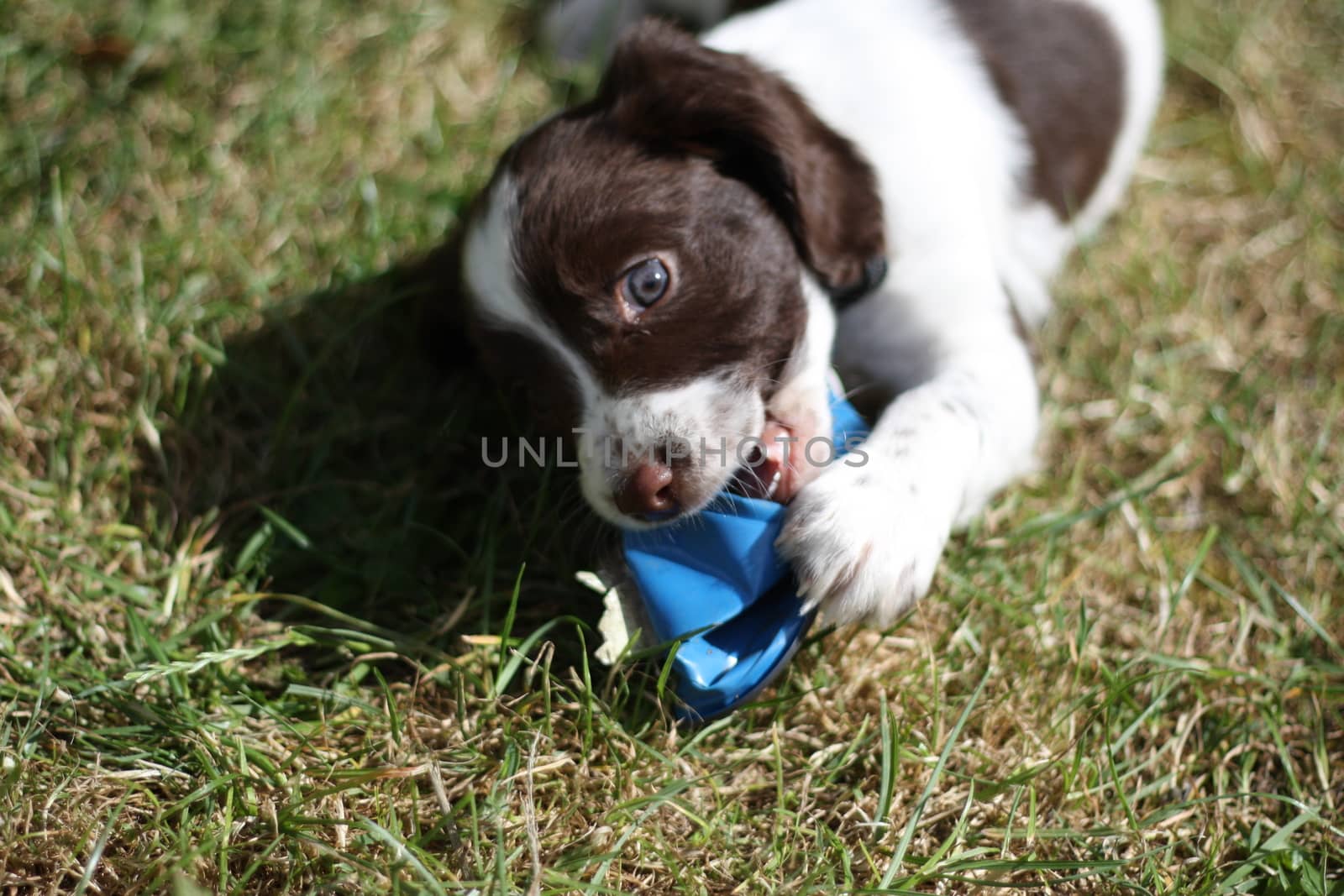 liver and white working type english springer spaniel pet gundog puppy