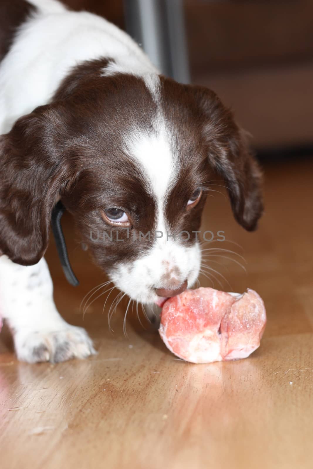 young working type english springer spaniel puppy eating raw meat