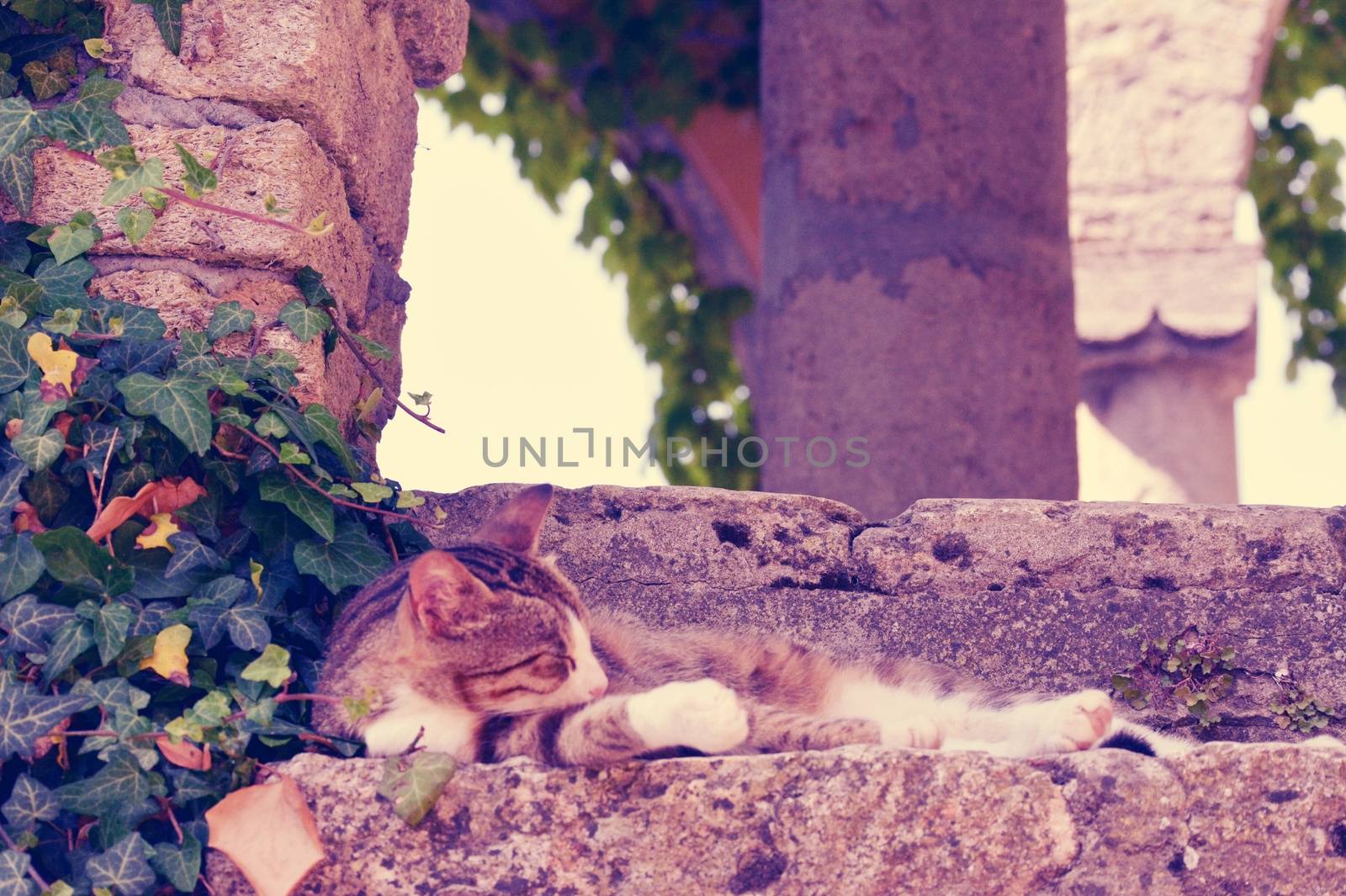 Cat sleeping on the steps of stone stairs