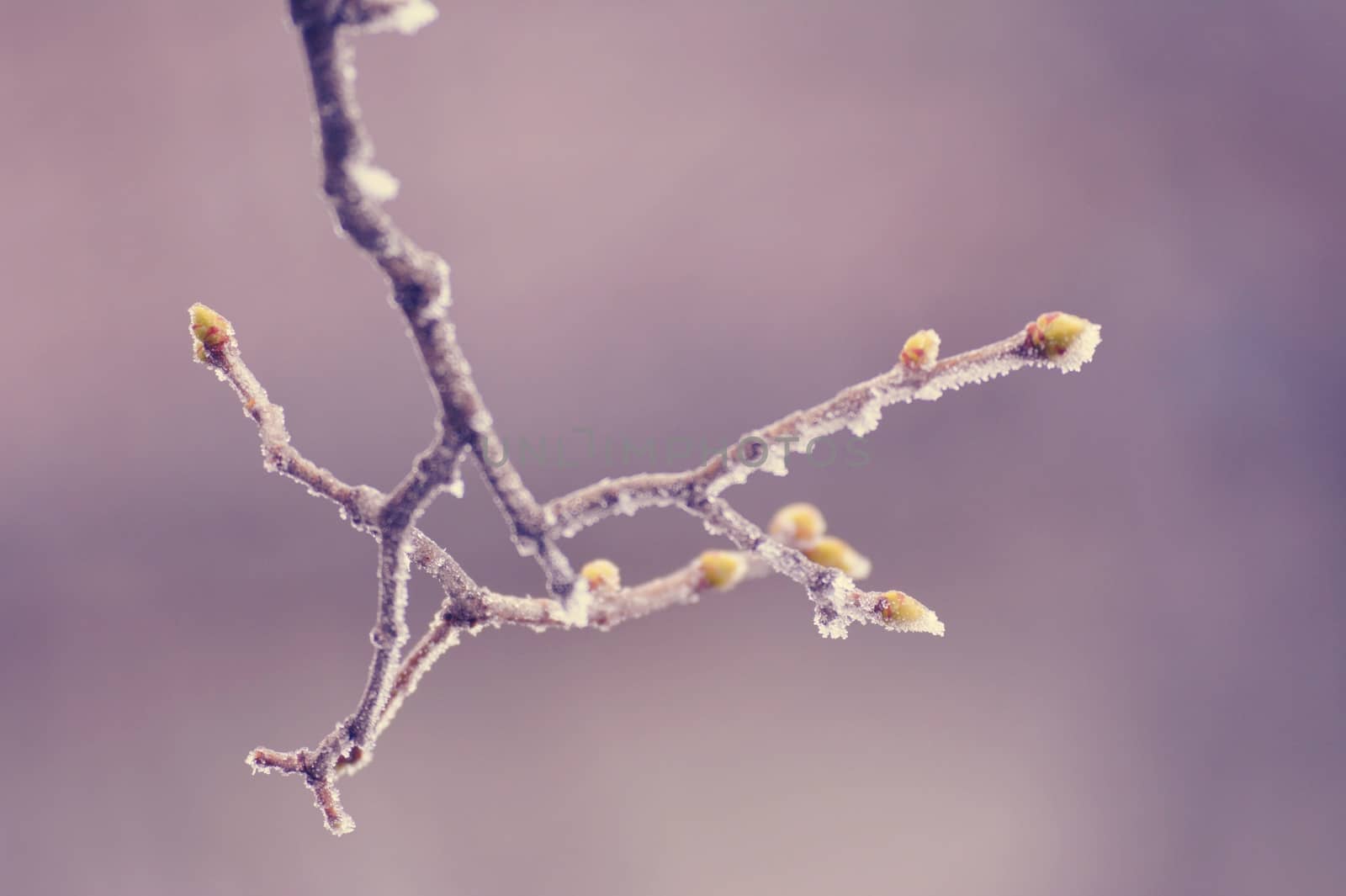 A burgeoning frozen branch covered with hoarfrost