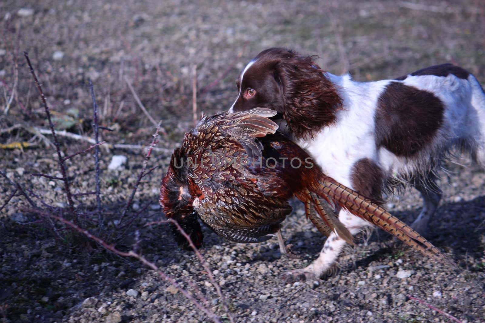 liver and white working type english springer spaniel pet gundog carrying a pheasant