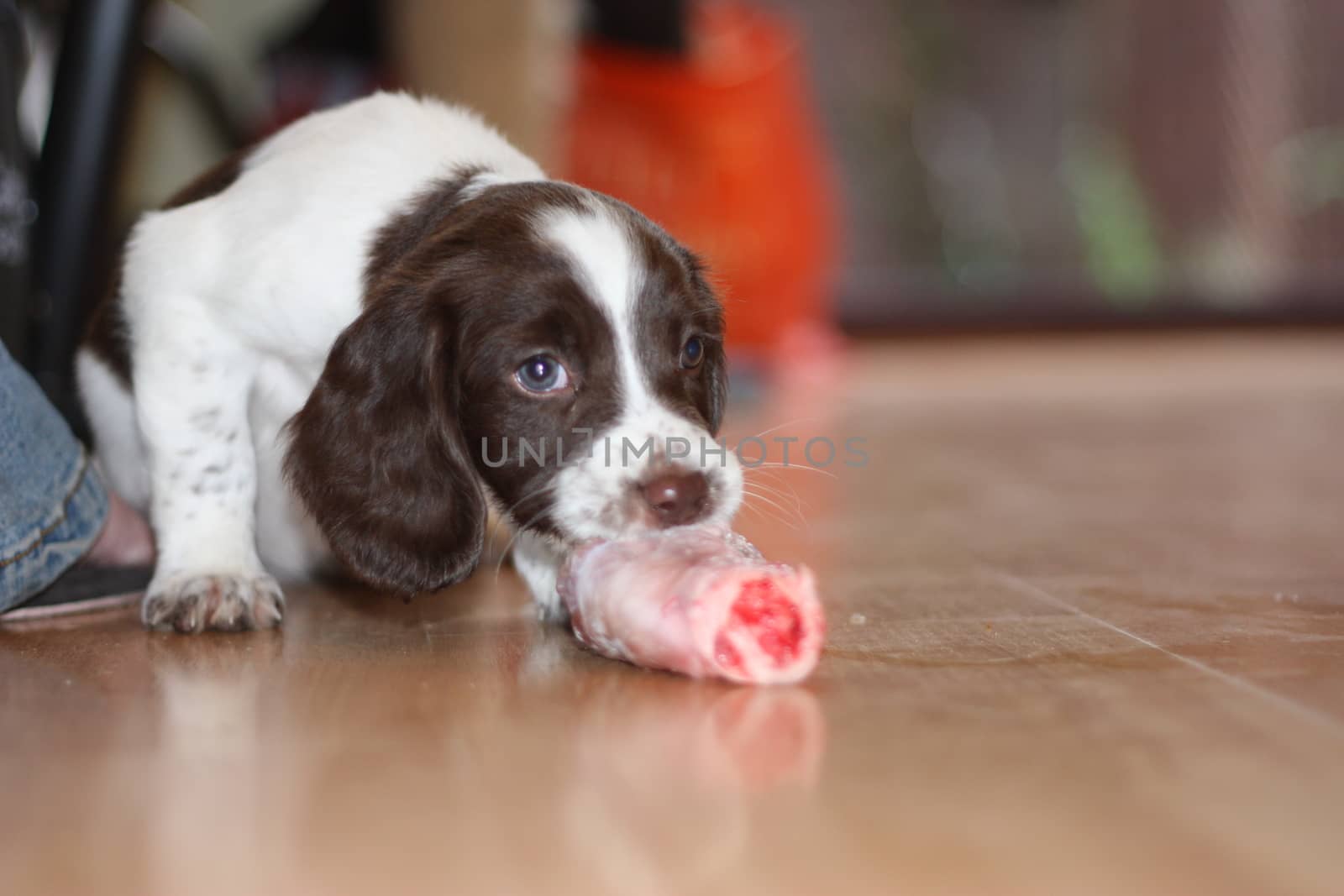 young working type english springer spaniel puppy eating raw mea by chrisga