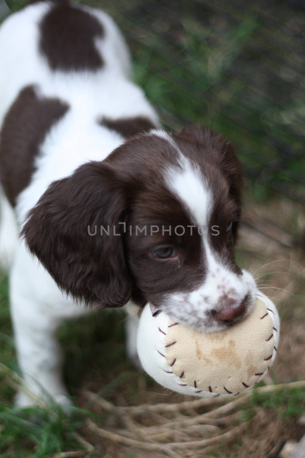 young working type english springer spaniel puppy playing with a ball
