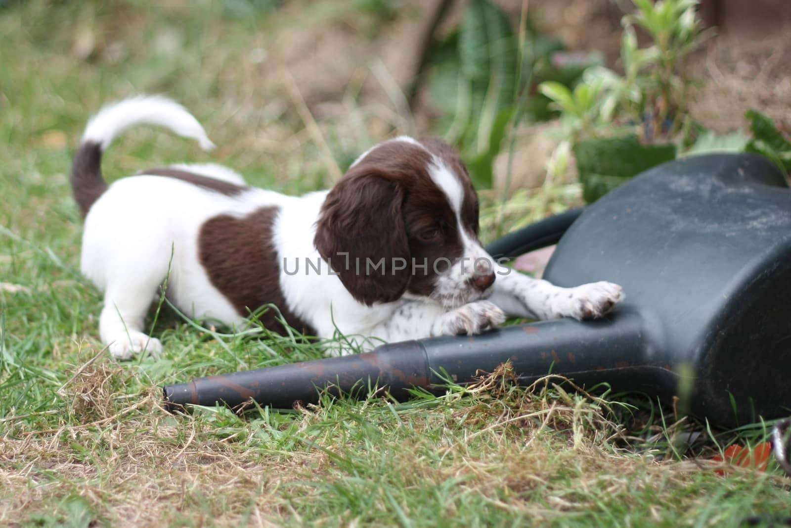 young liver and white working type english springer spaniel pet gundog puppy