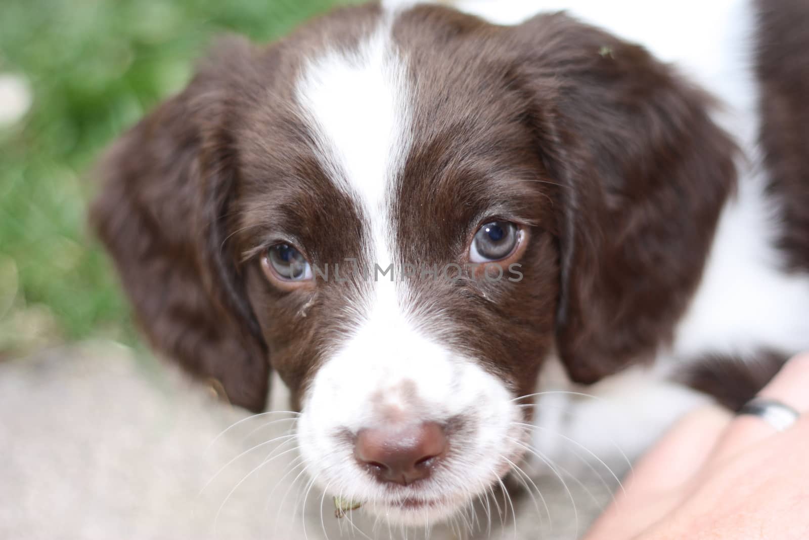 young liver and white working type english springer spaniel pet  by chrisga