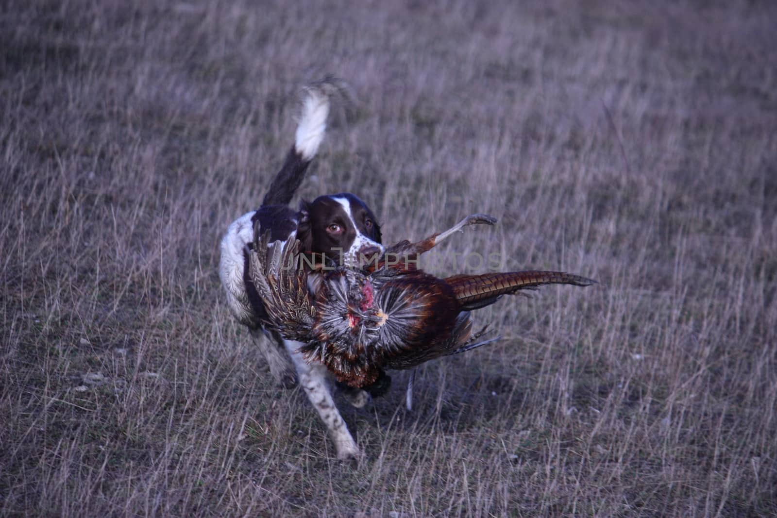 liver and white working type english springer spaniel pet gundog carrying a pheasant