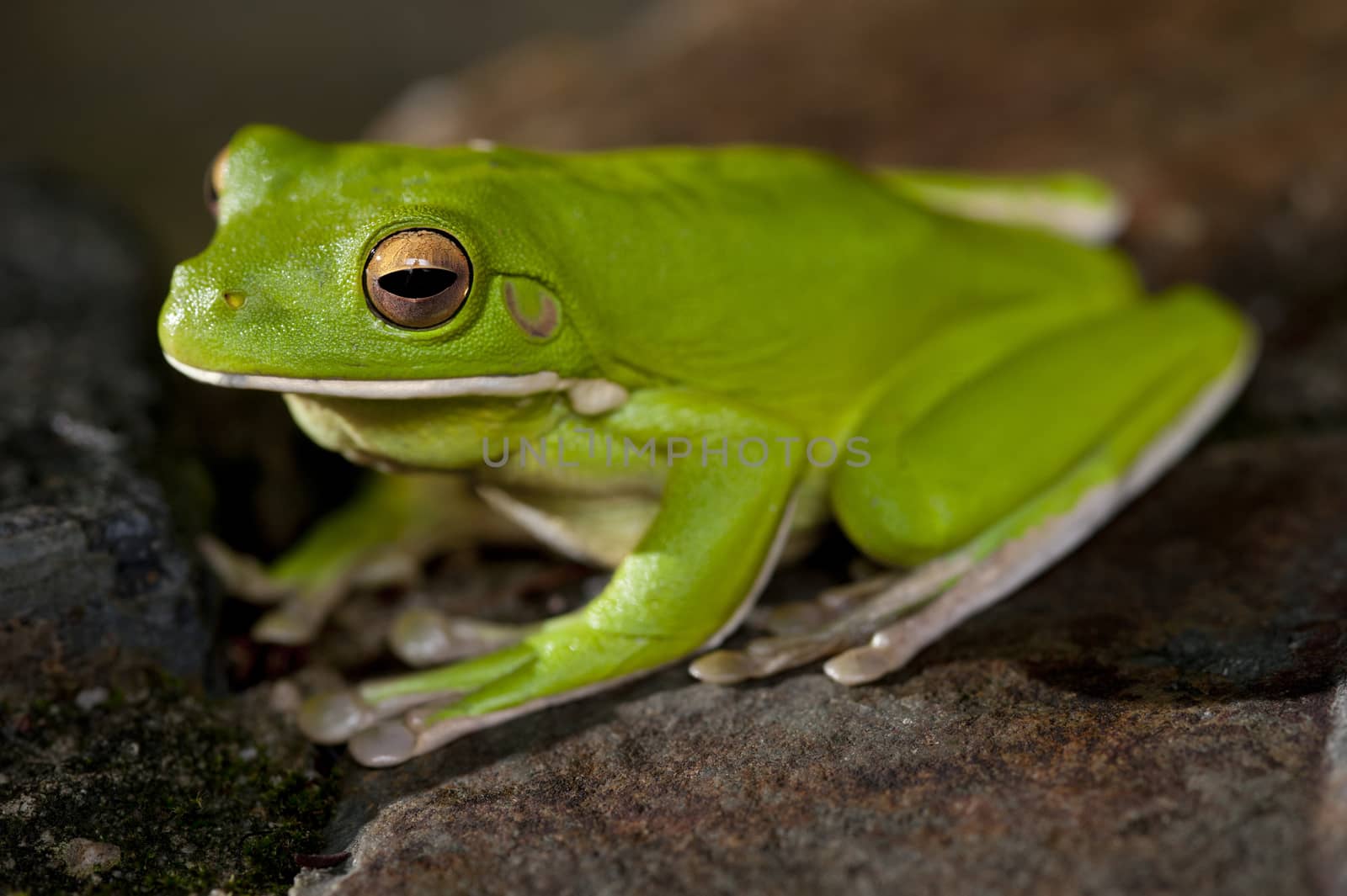 Single little green tree frog by stockarch