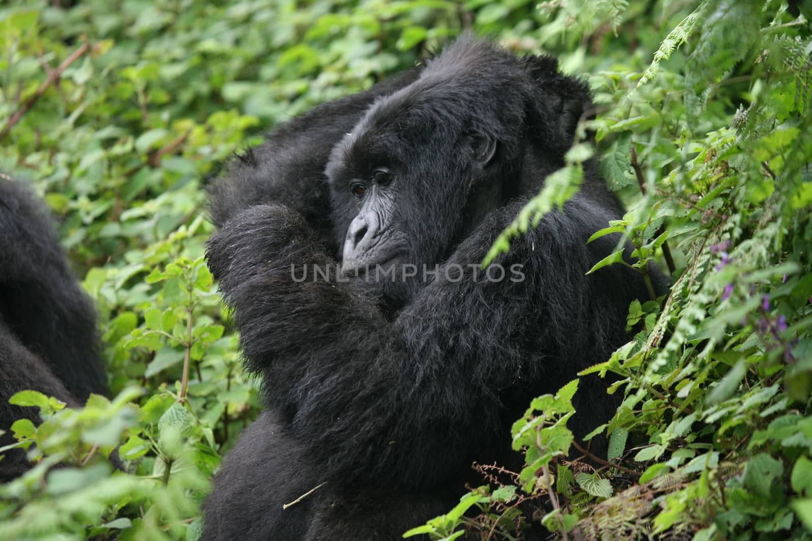 Wild Gorilla animal Rwanda Africa tropical Forest by desant7474