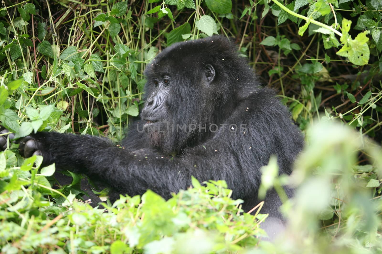 Wild Gorilla animal Rwanda Africa tropical Forest by desant7474