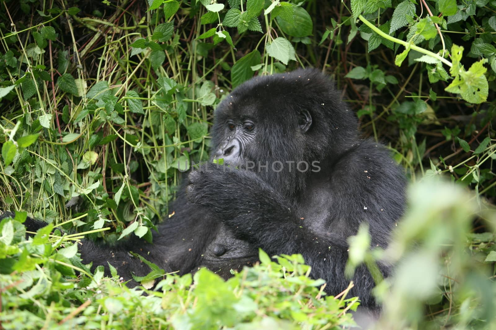 Wild Gorilla animal Rwanda Africa tropical Forest by desant7474