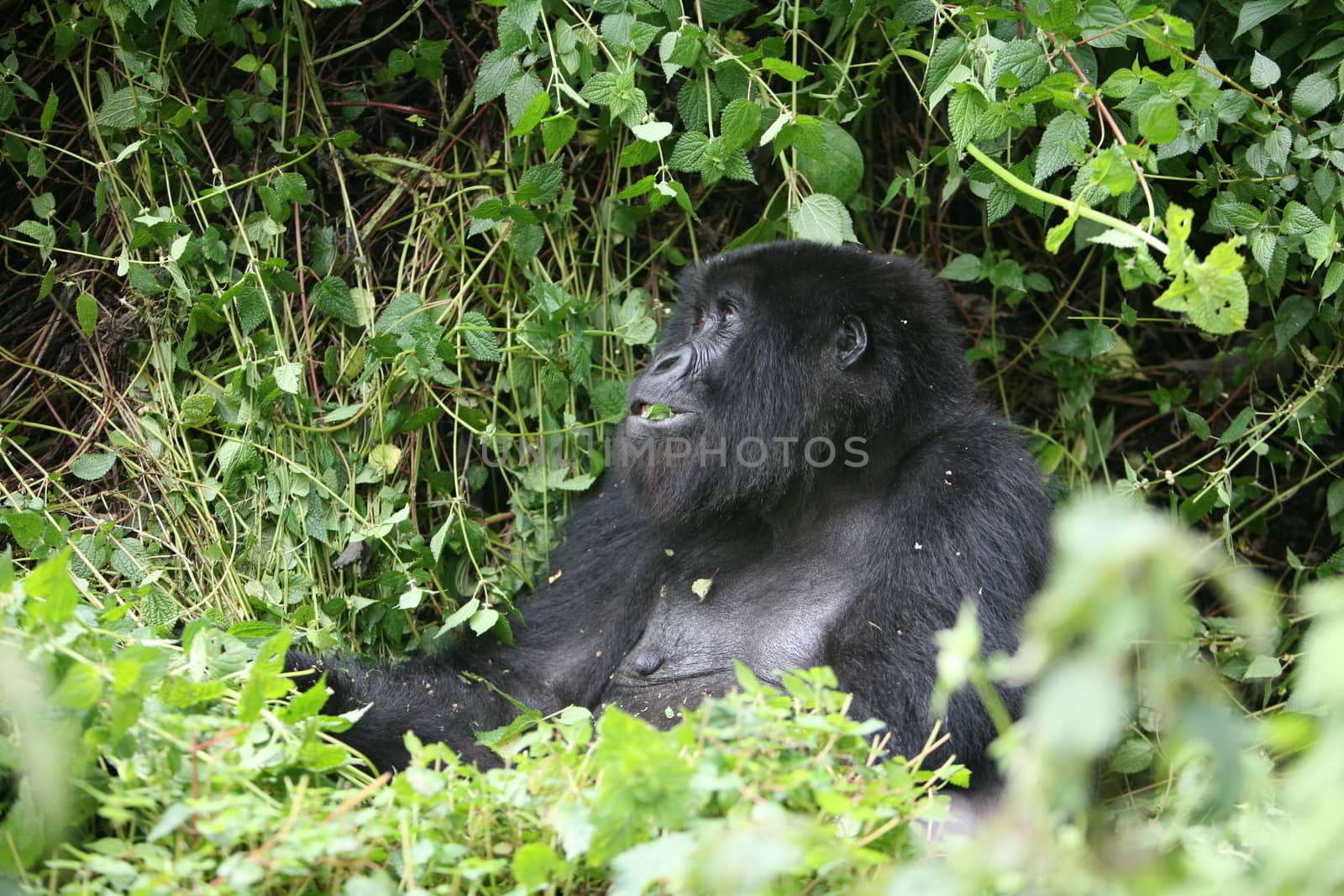 Wild Gorilla animal Rwanda Africa tropical Forest