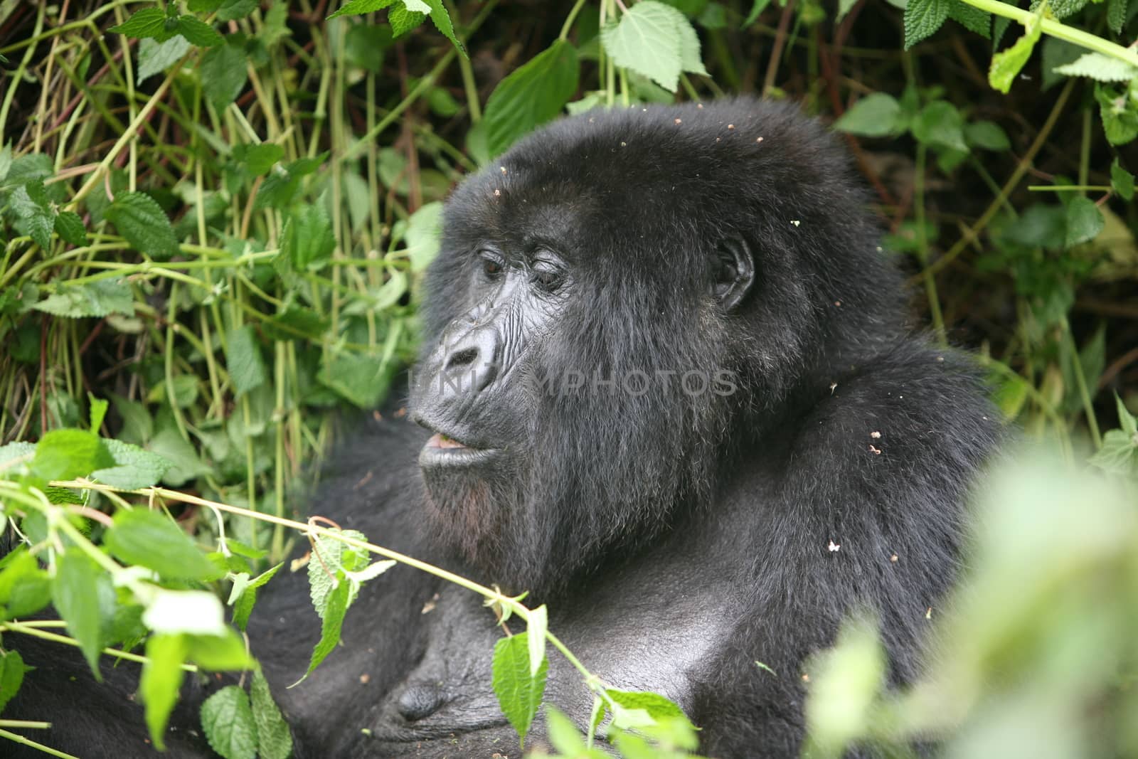 Wild Gorilla animal Rwanda Africa tropical Forest by desant7474