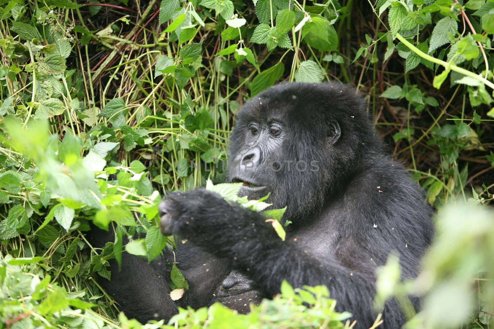 Wild Gorilla animal Rwanda Africa tropical Forest