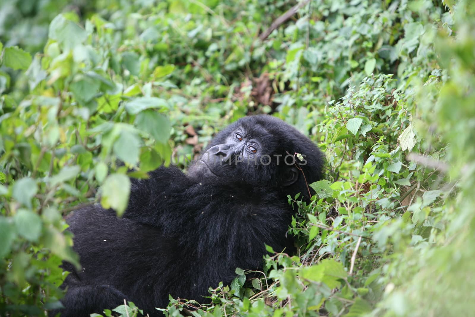 Wild Gorilla animal Rwanda Africa tropical Forest