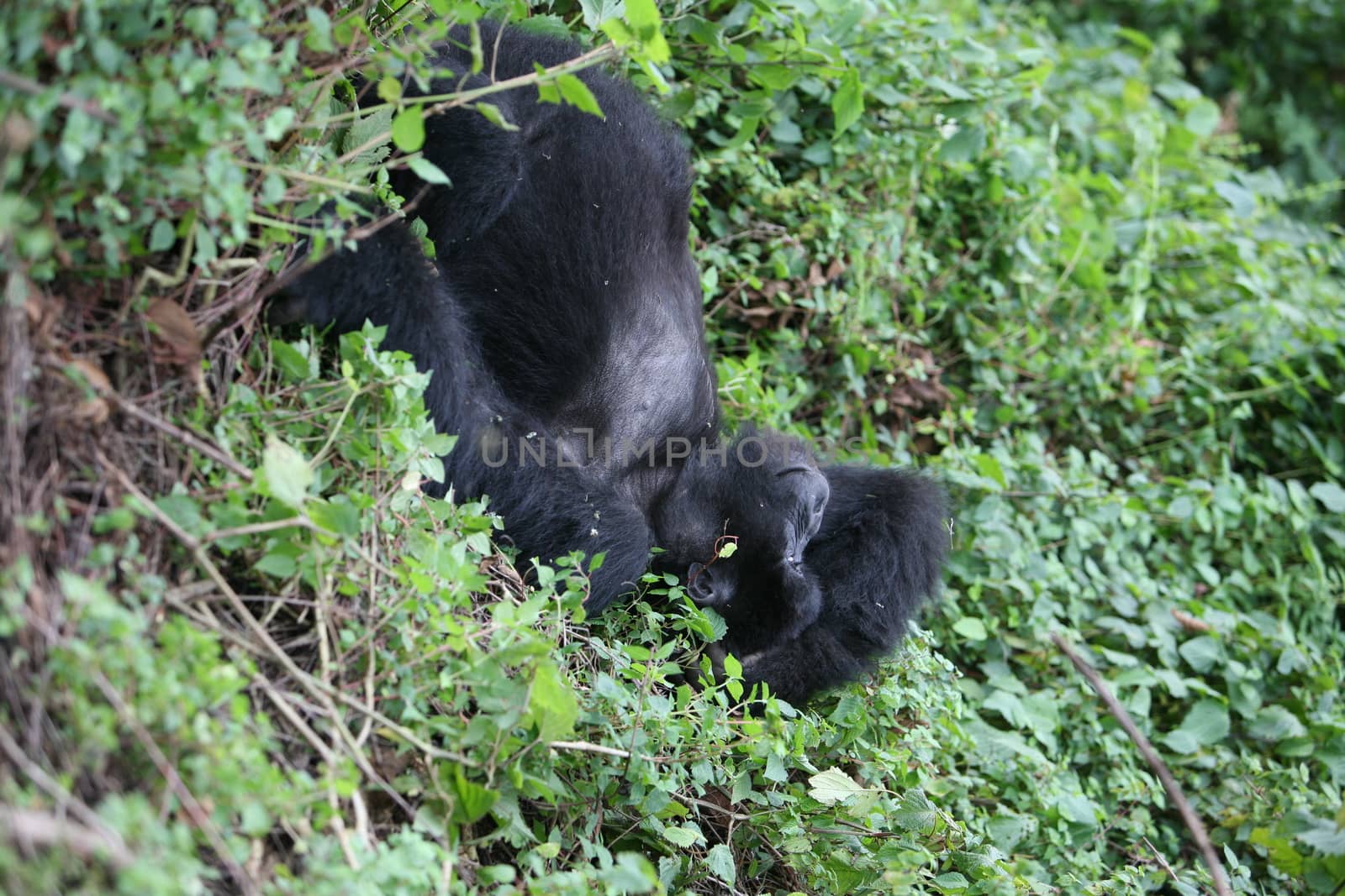 Wild Gorilla animal Rwanda Africa tropical Forest by desant7474