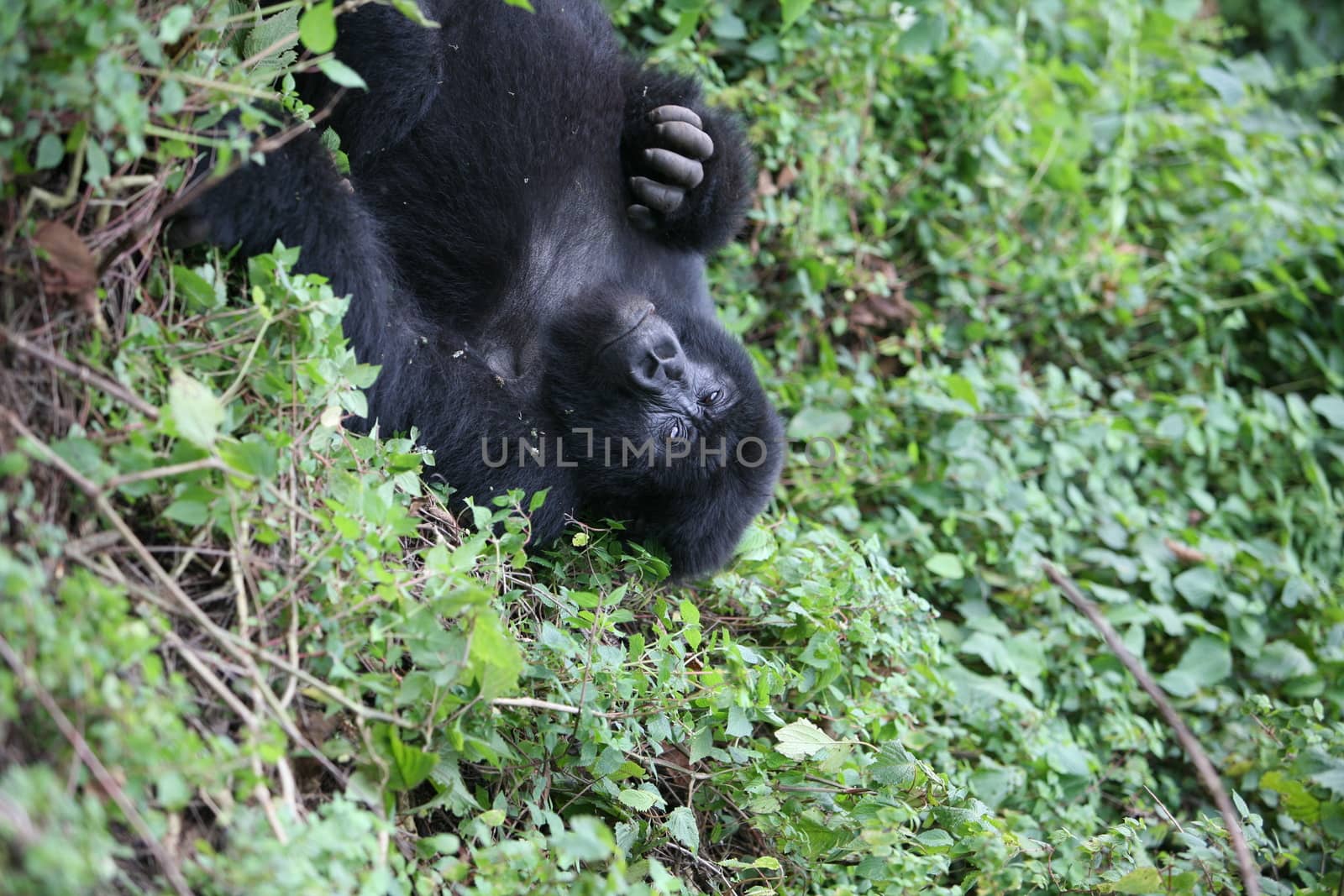 Wild Gorilla animal Rwanda Africa tropical Forest by desant7474