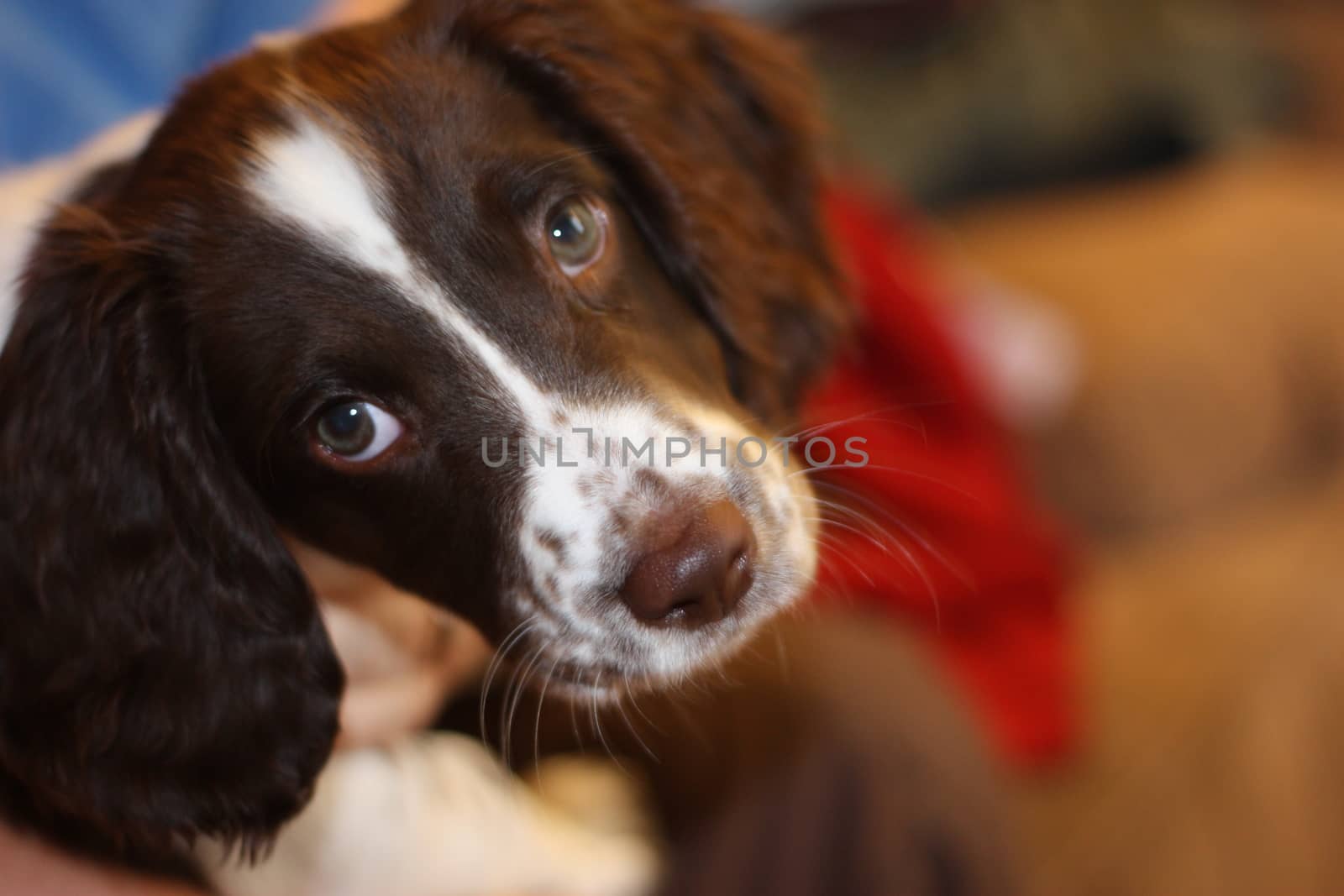 young liver and white working type english springer spaniel pet  by chrisga