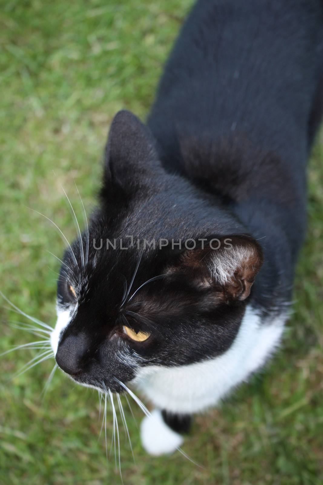 Cute black and white domestic pussy cat