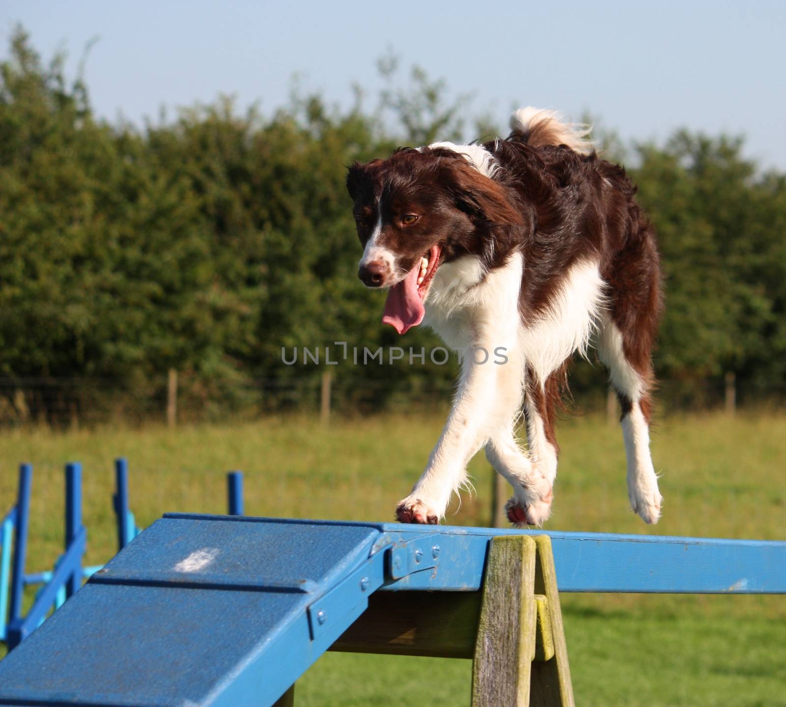 cute red and white spaniel collie cross pet working dog doing ag by chrisga