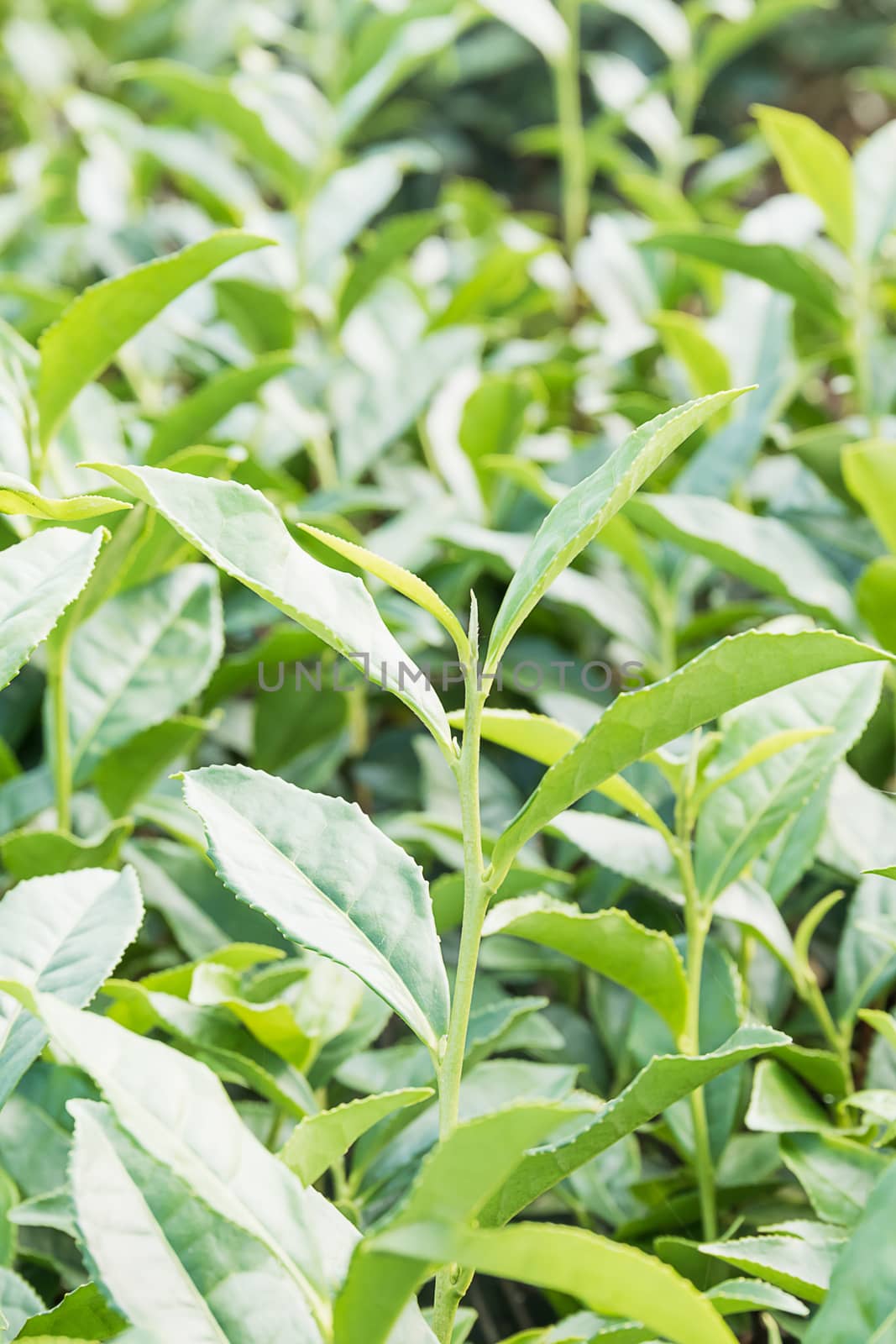 Close up Green tea plantation,Tea field at Chiangrai, Thailand