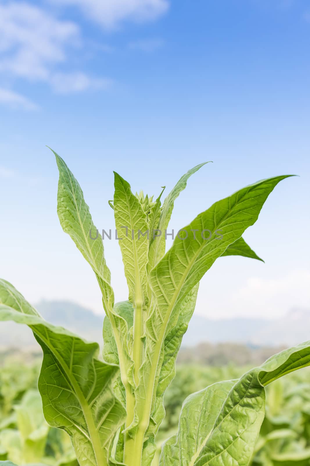 Close up Nicotiana tabacum by stoonn