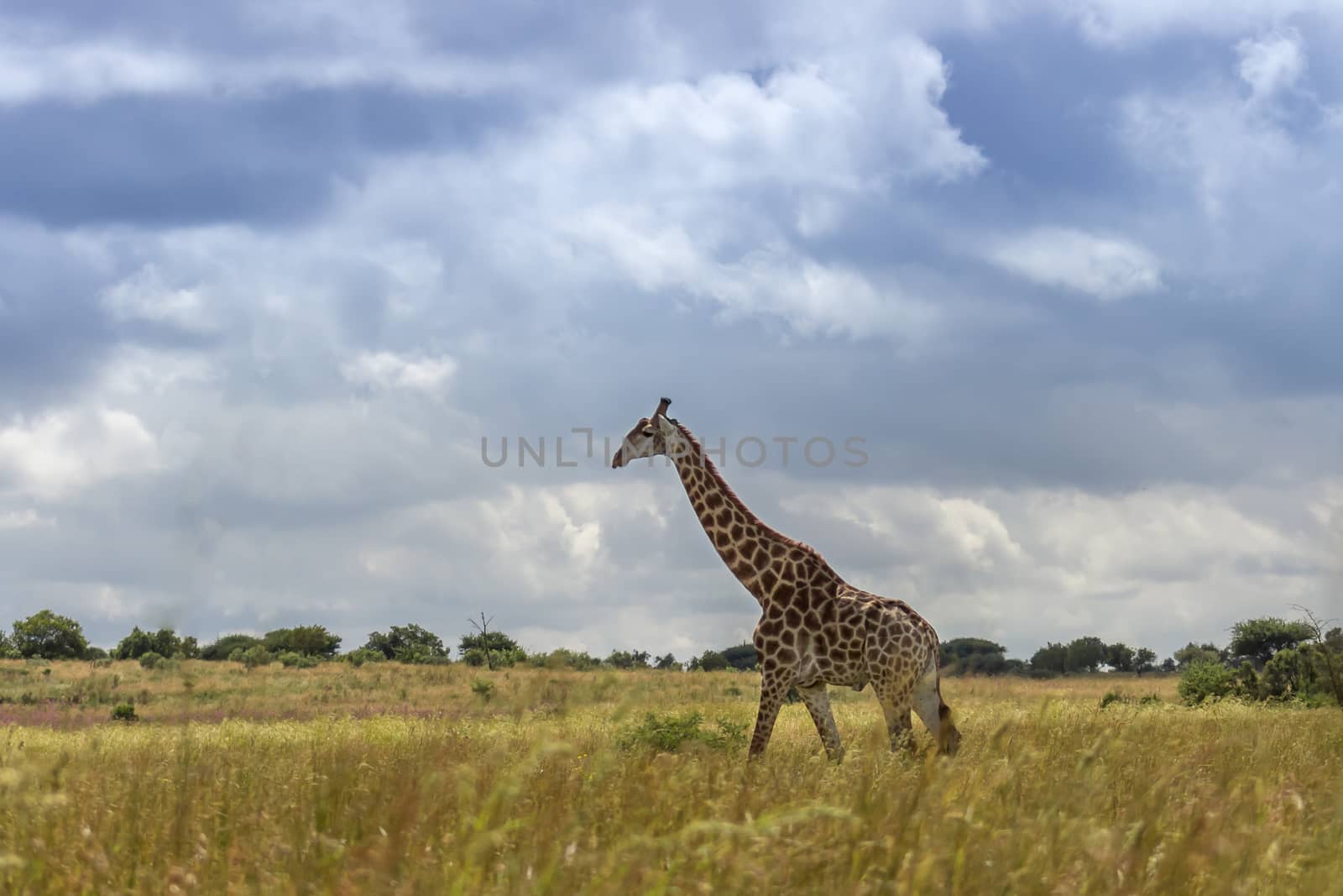 Giraffe ( camelopardalis ) by RiaanAlbrecht