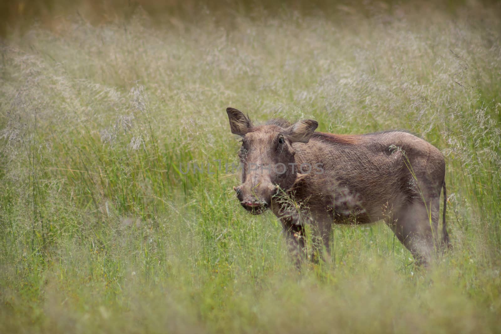 Common warthog (Phacochoerus africanus) by RiaanAlbrecht