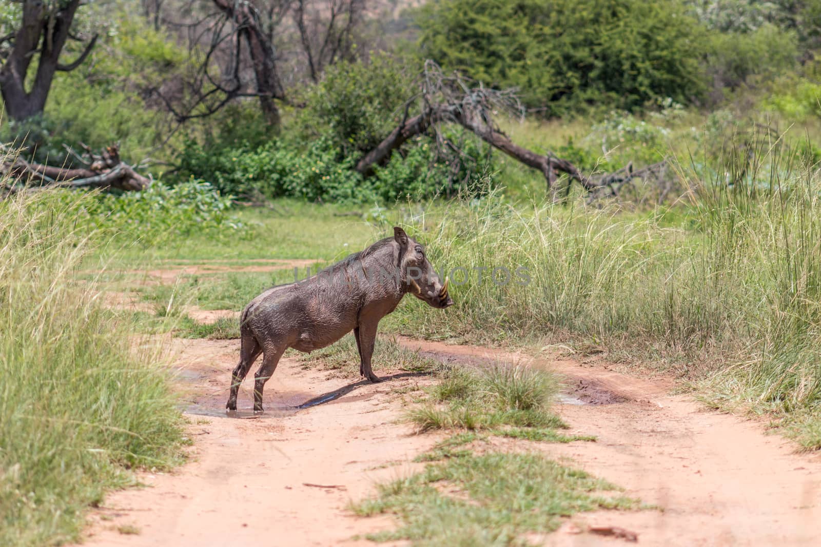Common warthog standing in the middle of a dirt road