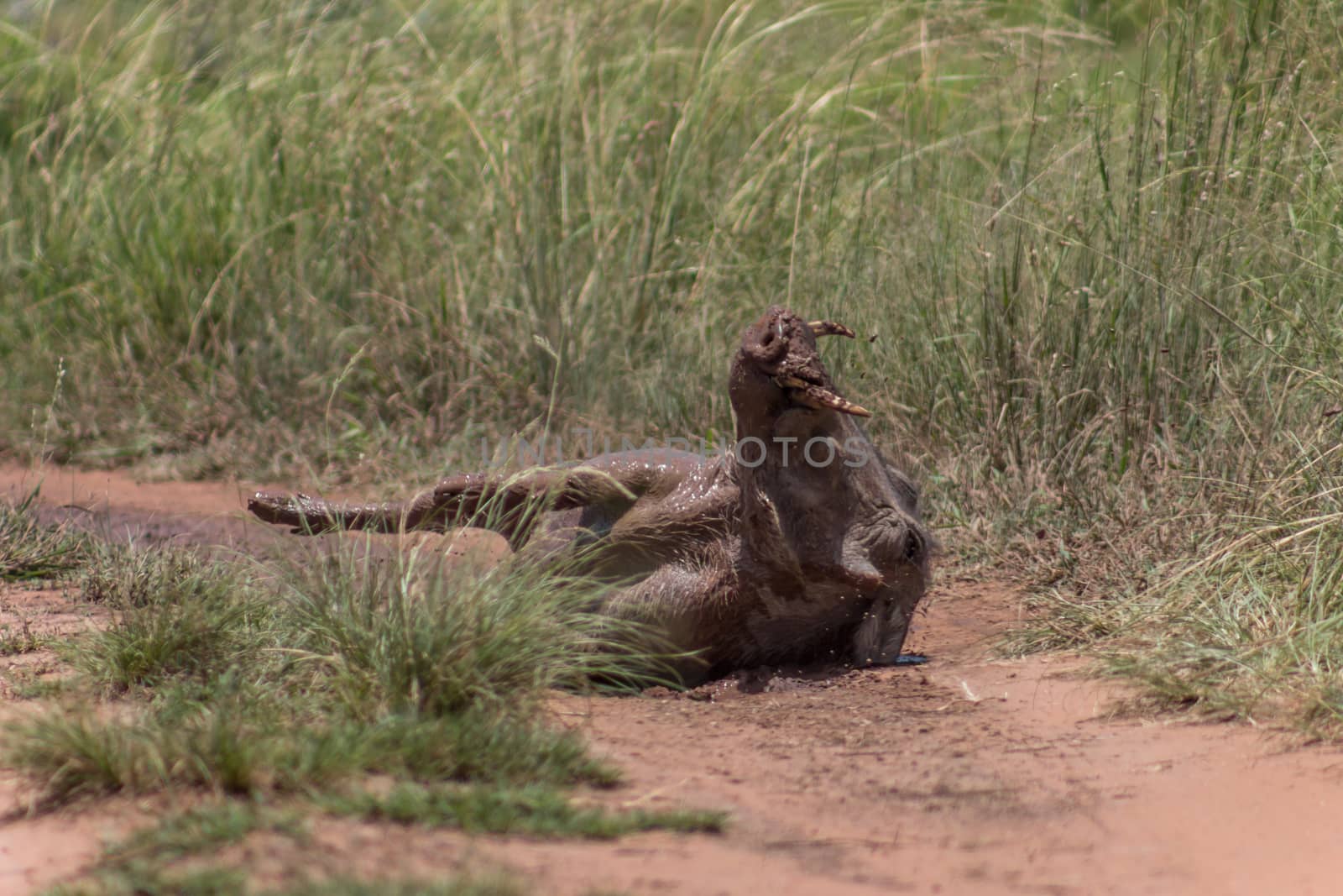 Common warthog rolling in a small mud pood