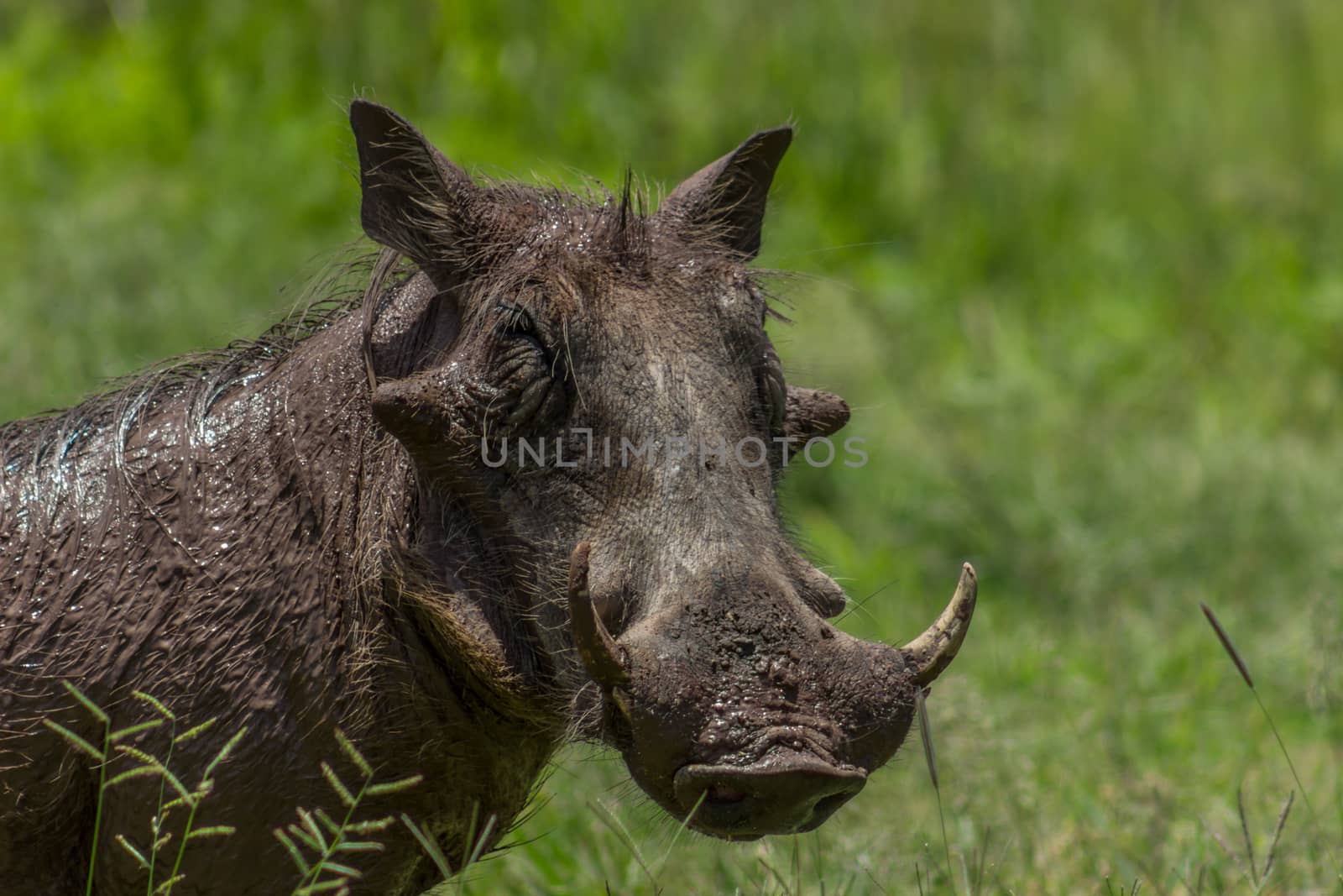 Common warthog close up photo