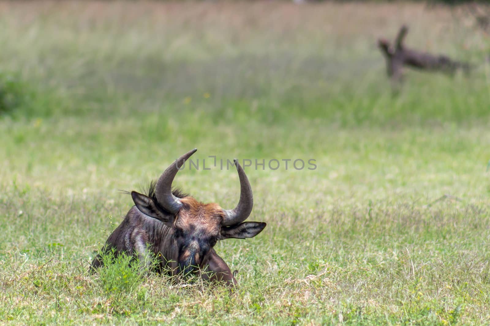 Blue wildebeest (Connochaetes taurinus) lying down on the savannah grass