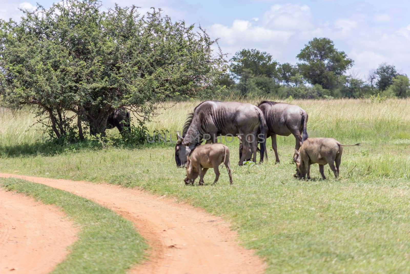 Blue wildebeest and common warthog grazing together