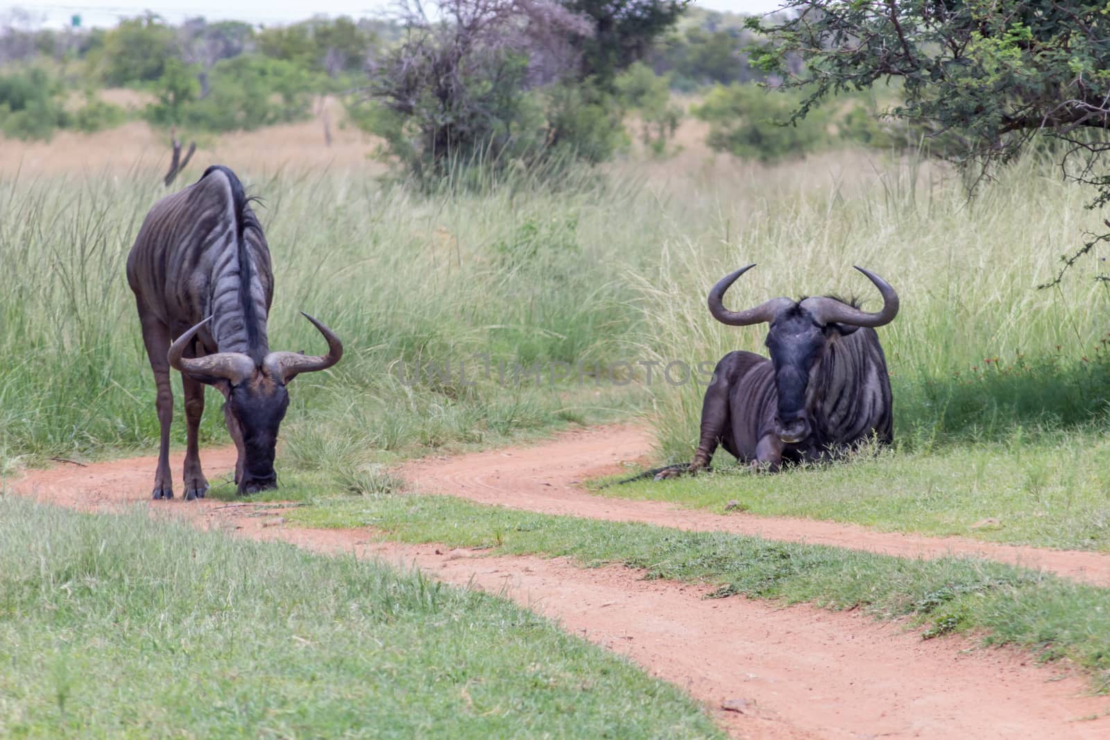 Blue wildebeest next to a dirt road