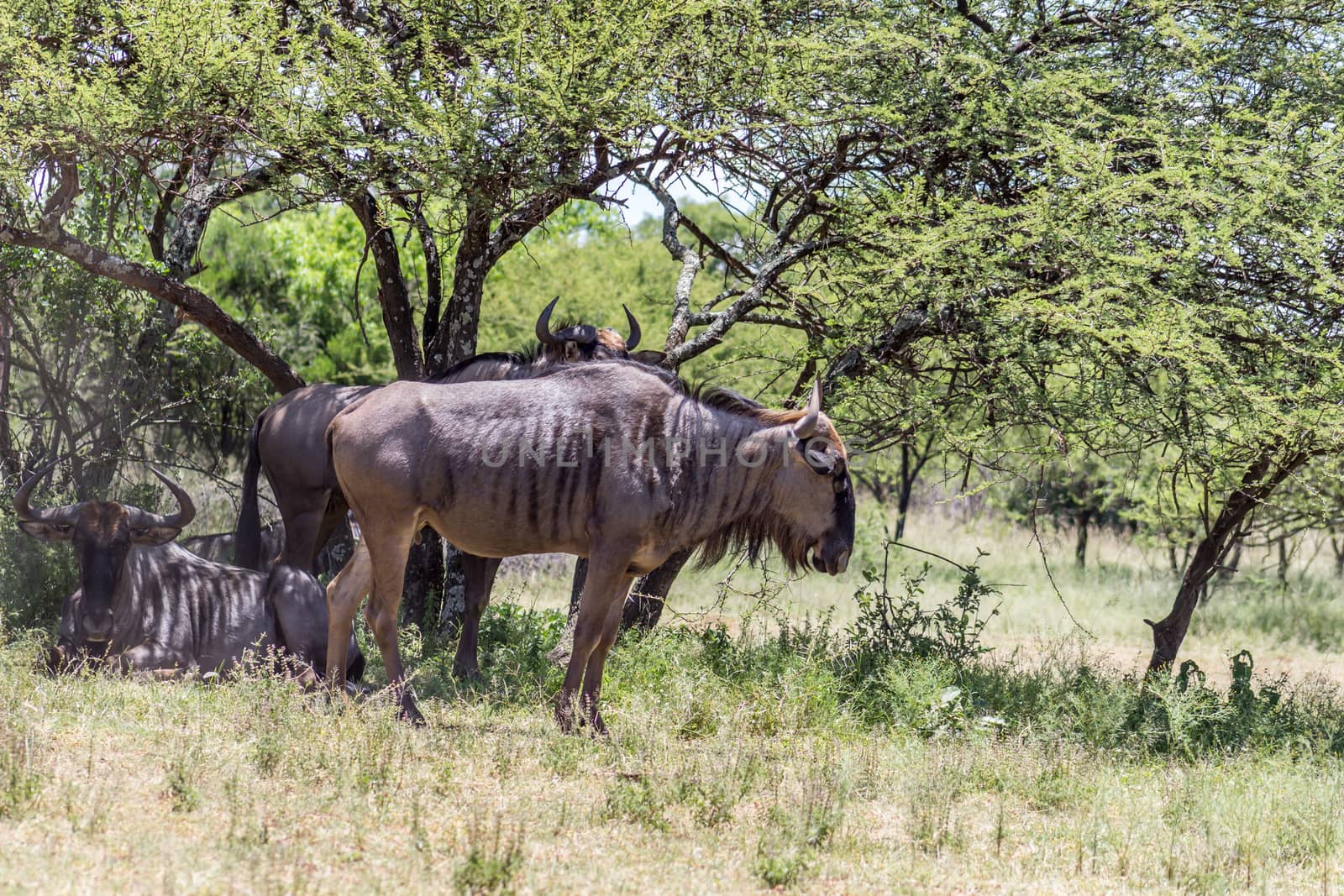 Blue wildebeest (Connochaetes taurinus) resting in the shade of a tree