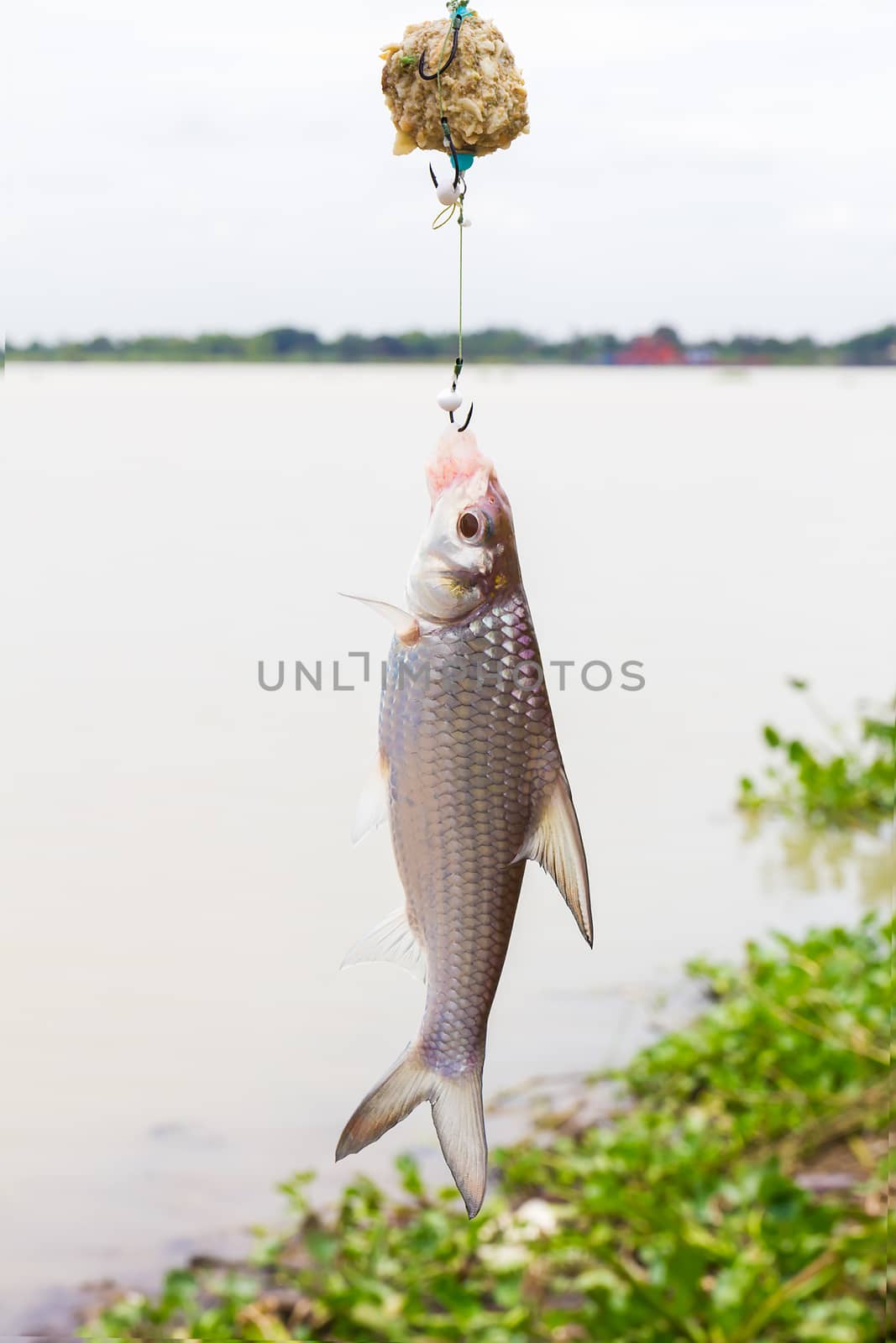 Soldier river barb fish (Cyclocheilichthys enoplos ) on the hook in the lake