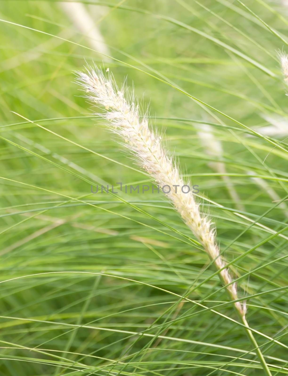 Imperata cylindrica Beauv of Feather grass in nature